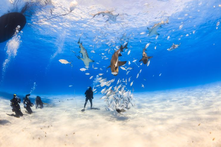 image of divers surrounded by lemon shark in Bahamas