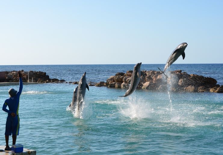 image of dolphins