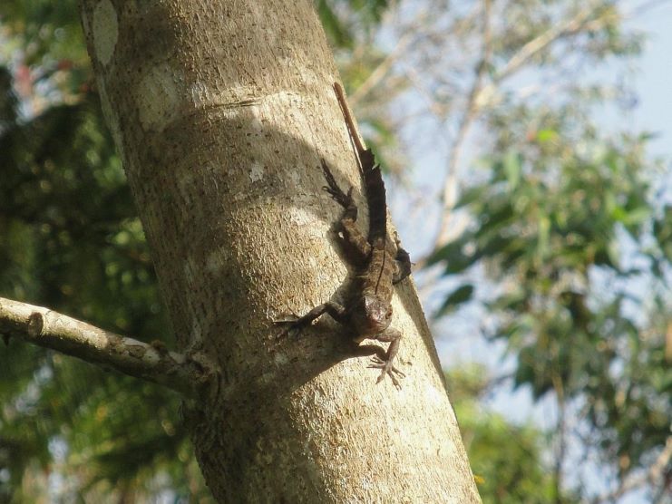 image of lizard found in Toro Negro