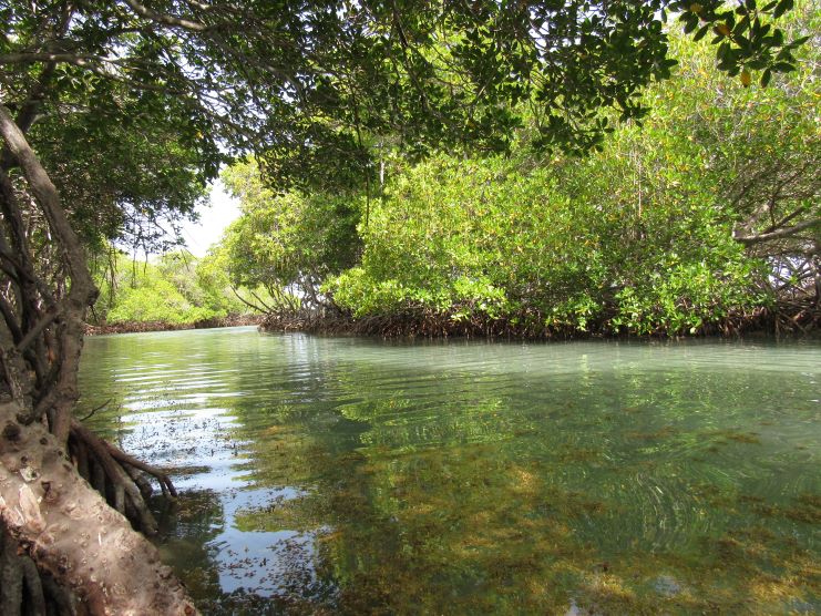 image of manglillo beach in Guánica