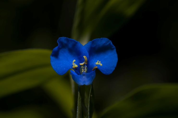 image of orchid in Toro Negro