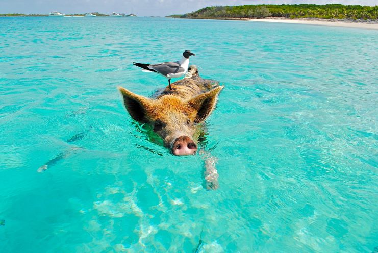 swimming with pigs in Bahamas