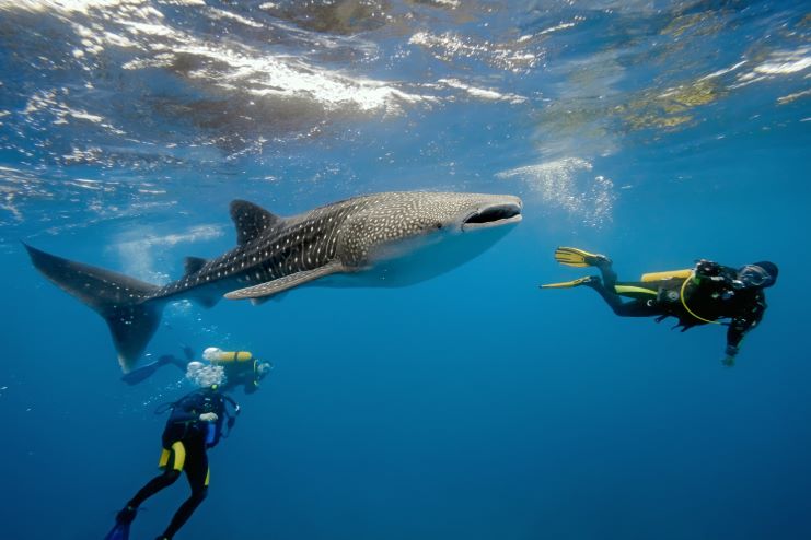 image showing scuba diving activity in Maldives