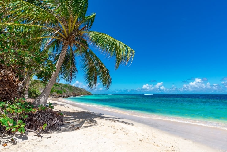 image of tropical beach with palm tree