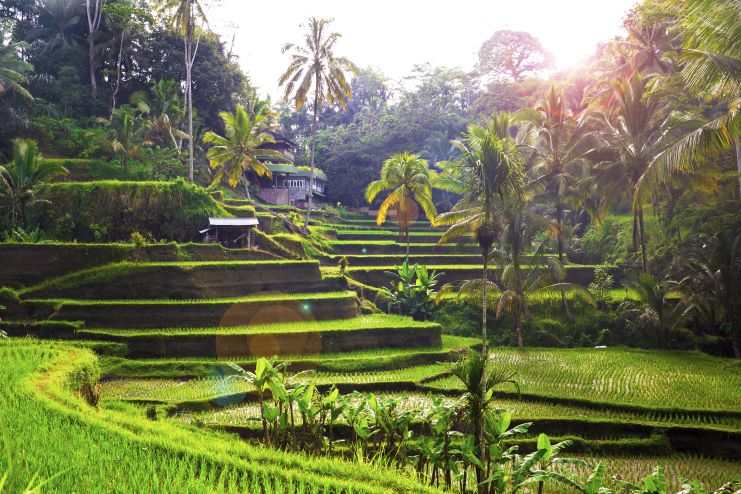 image of Tegalalang Rice Field in Bali