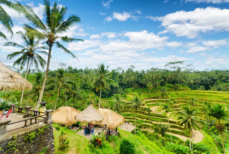 image of a rice terrace in Bali